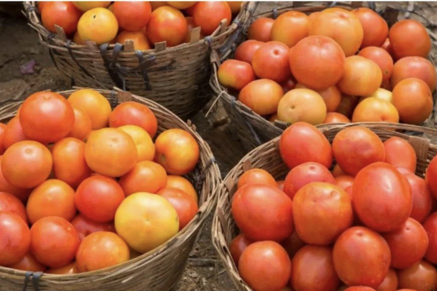 The Humble Tomato Is Dearer By Rs 100/KG