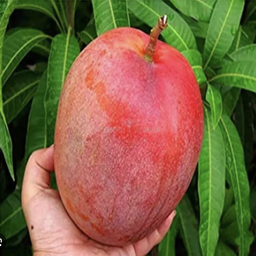 Know About This Mango Variety Selling At Rs 2.75 Lakh/KG