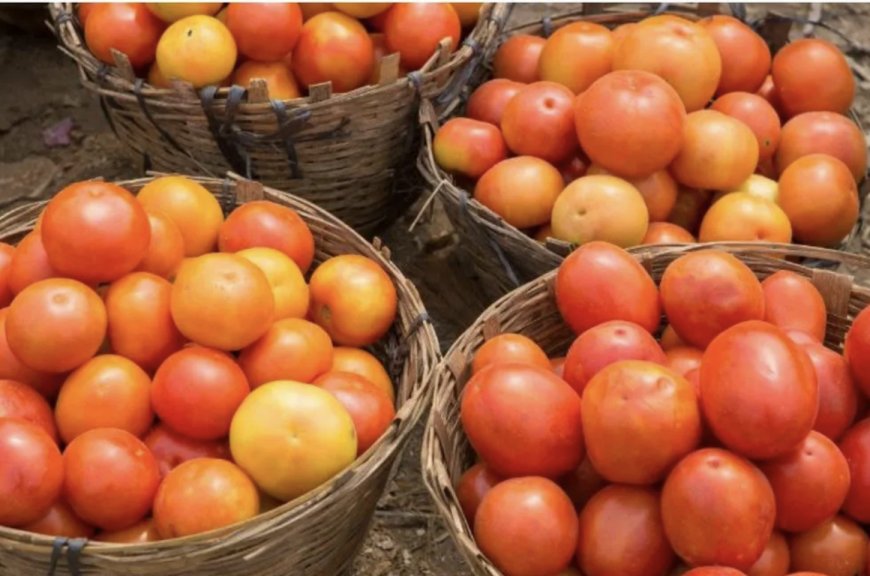 Centre to Procure Tomatoes From Major Producing States To Combat Price Rise