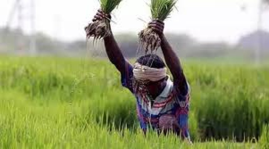 Kharif Paddy Procurement: Farmer Registration Extended Till August 22