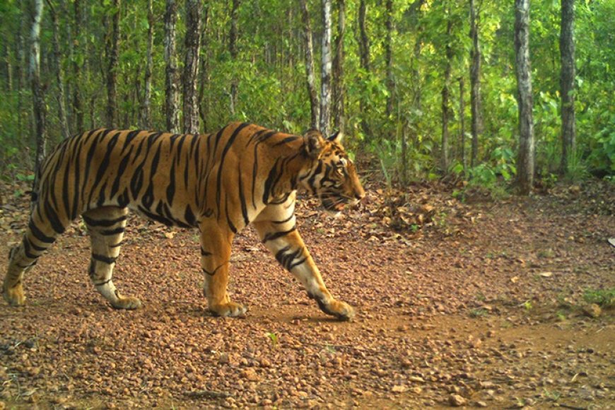 Tiger Number in Similipal Doubles, Odisha Figure Goes Down Than 2018 Estimation