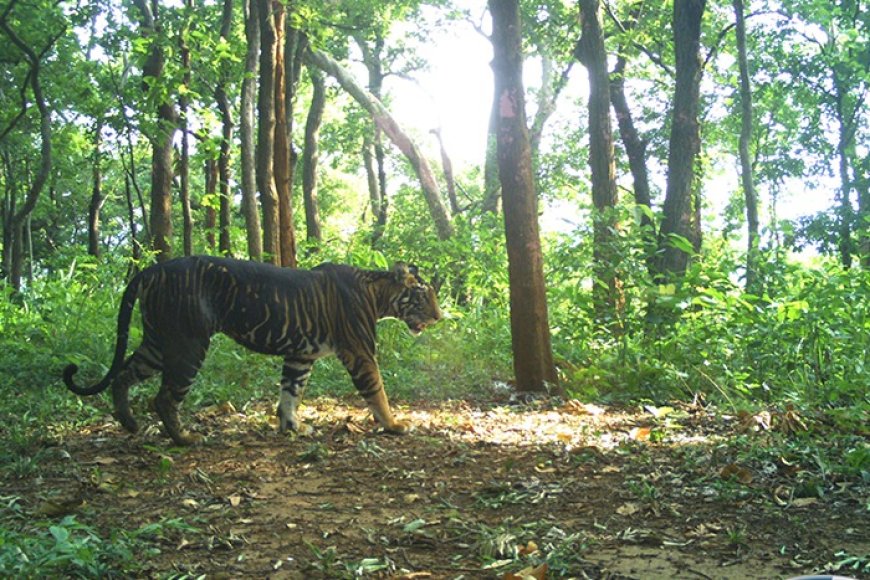 Tiger Number in Similipal Doubles, Odisha Figure Goes Down Than 2018 Estimation