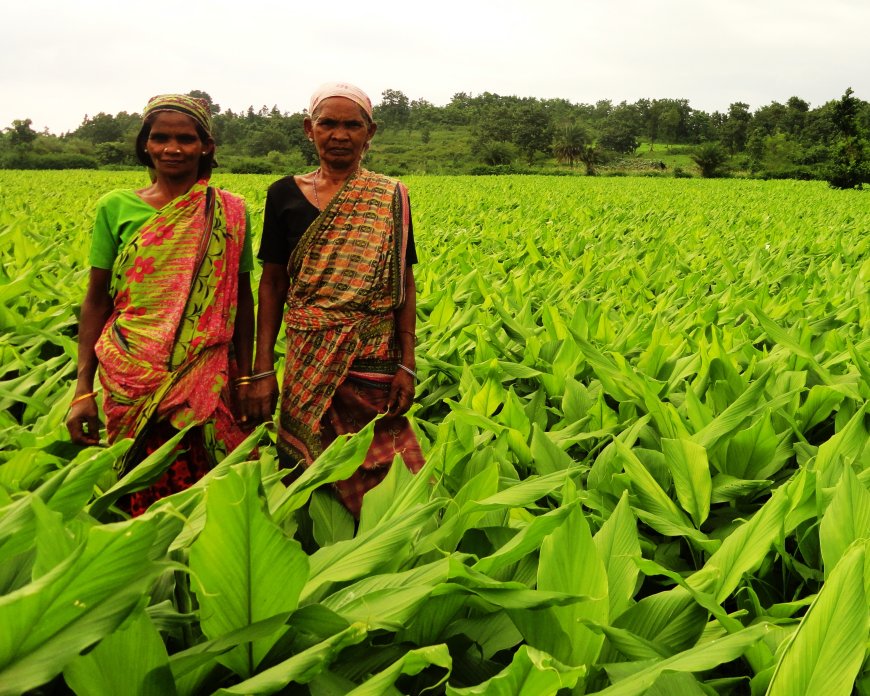 PMFBY Enrolment in Kharif Has Gone up to 23.50 Lakh: State Govt to Spend About Rs 850 Cr