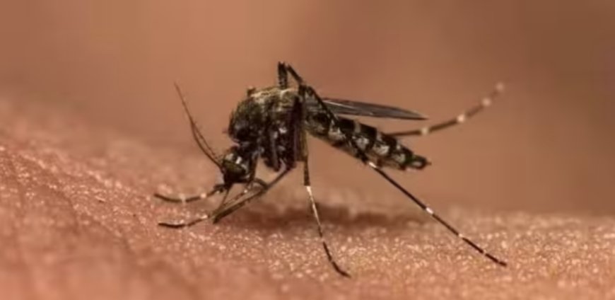 Zika Virus Emerges in Mumbai: Elderly Gentleman Recovers Swiftly