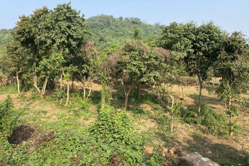 Hills Bordering Bhubaneswar To Be Transformed Into Biodiversity &amp; Ecological Parks