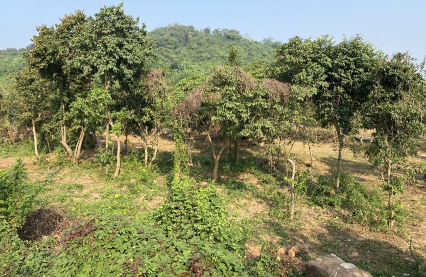 Hills Bordering Bhubaneswar To Be Transformed Into Biodiversity & Ecological Parks